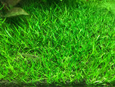 ADA South American turf Lilaeopsis brasiliensis IC009